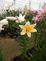 [3516 PO32 Novello No01.JPG]